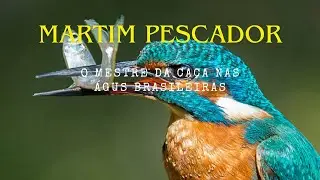 🐦💦As Cores e Golpes Mortais do Martim-Pescador do Brasil 🎨🎯