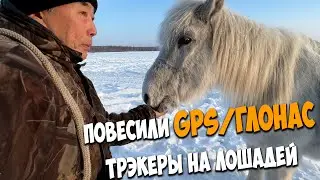 Повесили на коней GPS трекеры! Найдем везде!