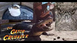 Facts about Alligators and Toilet Paper