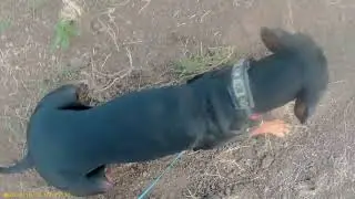 03.10.2023 След на поле возле Хотьково.
