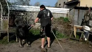 Ловим кавказках крокодилов