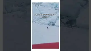 The boat almsot smushed him 🫣 #penguin #wow #animalsoftiktok #foryou #trending