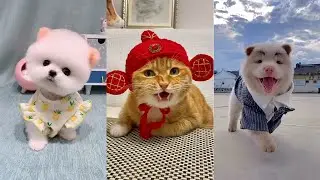 Cute Dogs and Cats / Funny moments in life - pet lover 008 # LA