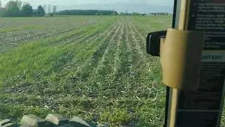 striped rye?