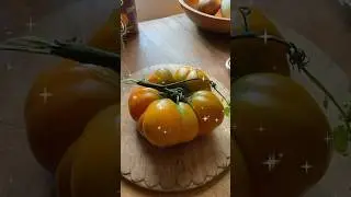 Is it a Tomato or a Pumpkin??