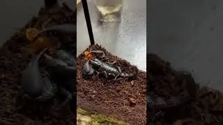 Лесной азиатский скорпион #животные #природа #animal #скорпион #scorpion #террариум