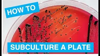 Subculturing a Plate