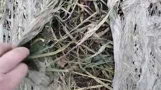 Результат эксперимента с сидератом весной и почему мыши не тронули участок с сидератом.