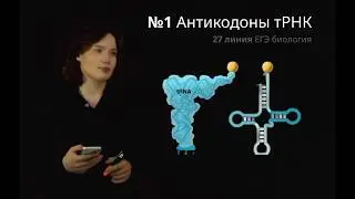 ЗАДАНИЯ 27 ЛИНИИ | БИОСИНТЕЗ : №1 Антикодоны тРНК | ЕГЭ БИОЛОГИЯ |