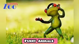 Funny Animal | Funny Animals | Funny Animal Videos | Cats | Funny Cats | Dogs | Zoofamily