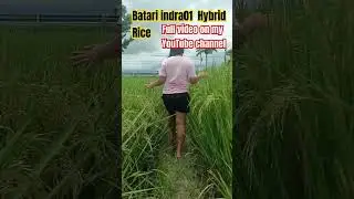 BATARI INDRA01 HYBRID RICE