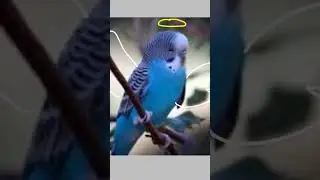 глашачка....