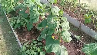 уход и выращивание огурцов