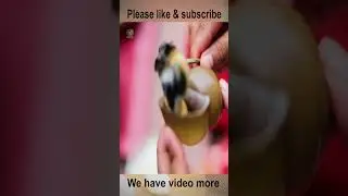 Two Beautiful girl cooking Delicious Crab with Snail in My Village🦀🐚