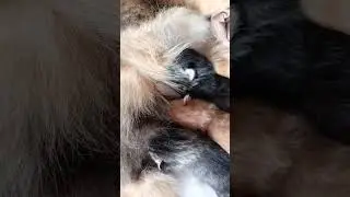 si kucing MONI melahirkan part 4 #cat #catlover #kucing #catvideos #cats