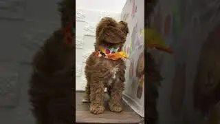 ペットショップ 犬の家 中津川店 「キャバプー♀」「113597」