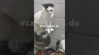 #catlovers #funnycats