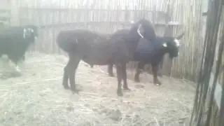 Zamirdin qoshqarlari.