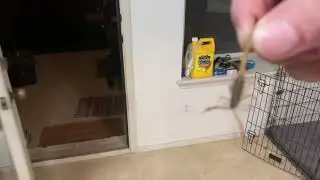 Scorpion vs Golden Orb Weaver