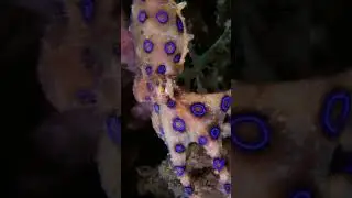 Is This The Smallest Octopus Ever? 🐙
