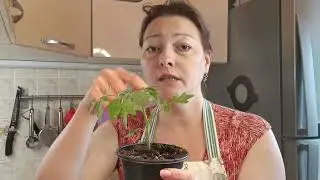 RULES FOR STRONG SEEDLINGS | I'M PLANTING A RICH HARVEST NOW | SEEDLINGS OF EGGPLANT, PEPPERS, AN...