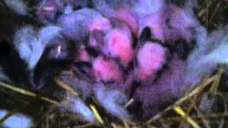 Baby Bunnies