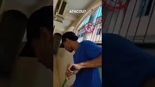 A RAÇA PITBULL É PERIGOS4? VEJA ATÉ O FINAL!