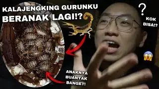 GILA! KALAJENGKING GURUN PELIHARAANKU BERANAK LAGI!? KALI INI LEBIH BANYAK LAGI!