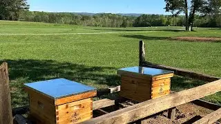 Time to feed the bees 🍯