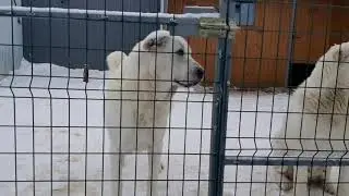 Белый лекарь. Елимбетово