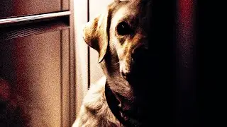 There's Something WRONG With Our DOG