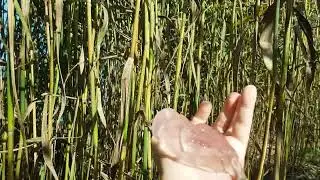 ►Насобирал плотненьких медуз в пакет... 🔥🔥🔥