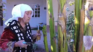 Бананро дар Точикистон парвариш менамояд Гавхарби Пиракова 2023