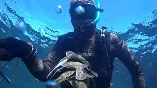 Подводная охота на камбалу глосса. Азовское море 2021 г.