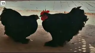 golden buff fancy hen farming in pakistan/golden black buff chicken pair update/buff pair murghiyan