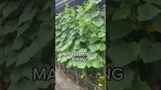 Diskarte ni tatay sa pagtatanim ng Pipino | Agriculture |JamHome TV