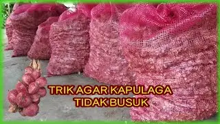 trik agar kapulaga tidak mudah busuk