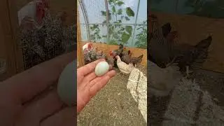 Доминантам 4 месяца. Первое яйцо.
