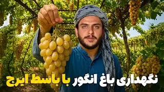 نان آور - کار نگهداری از تاک های انگور با باسط ایرج