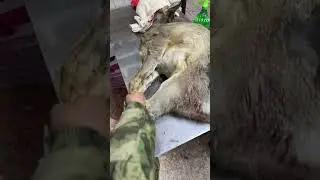 Косулю порвали одичалые собаки. Спасаем малышку