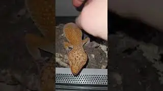 Eublepharis macularius .Доброе утро , собираем яички.