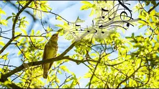 Соловей поет / nightingale song