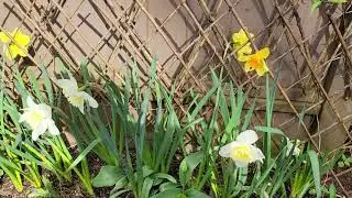 Flores Tulipa Vermelha . Feliz dia dos Namorados.💓💗