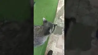 Веселые Еноты!