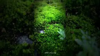 ɢʀᴇᴇɴ ɴᴀᴛᴜʀᴀʟ🌱🍃🐜