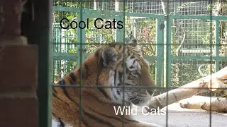 Cool Cats - Wild Cats
