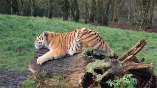 Our Big Cats Want Your 'Purrrfume’! | Banham Zoological Gardens