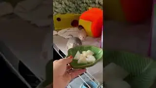 Крысы едят дыню 🍈🐀