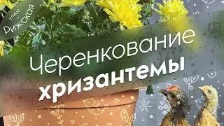 Секрет 🤫 черенкования хризантемы
