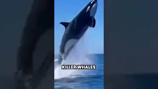 Killer Whales are MUCH bigger than you think 